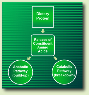 Dietary Protein Metabolism